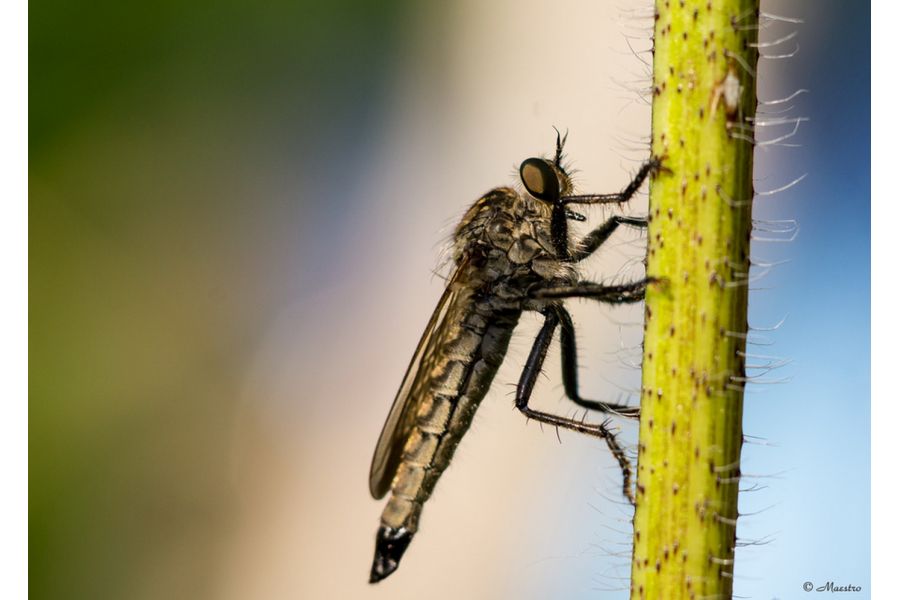 Minolta MD Macro MC Rokkor-X 100mm f/3.5