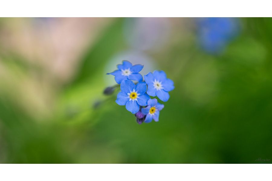 Minolta MD Macro MC Rokkor-X 100mm f/3.5