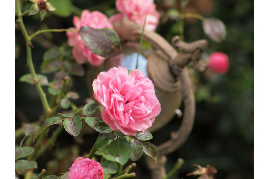 Porst Tele 3.5/135mm М42 Japan