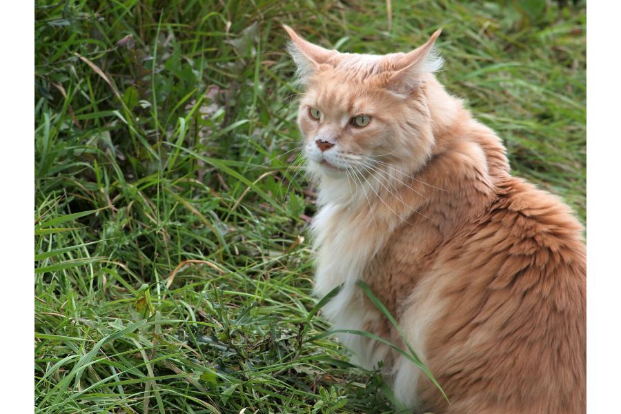 Porst Tele 3.5/135mm М42 Japan