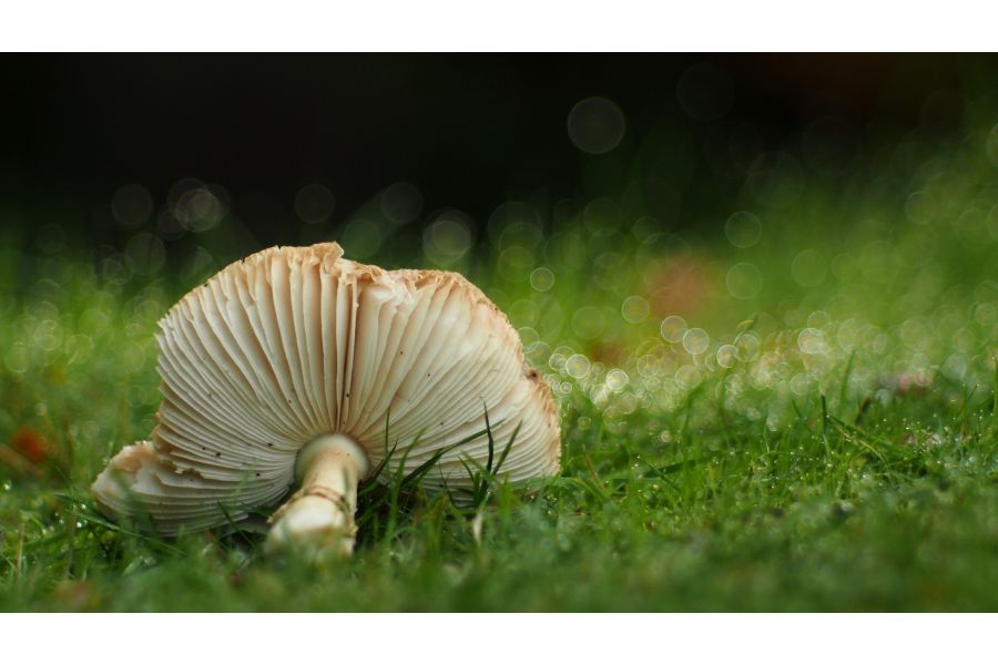 Юпитер-9 МС 2/85 М42 новый