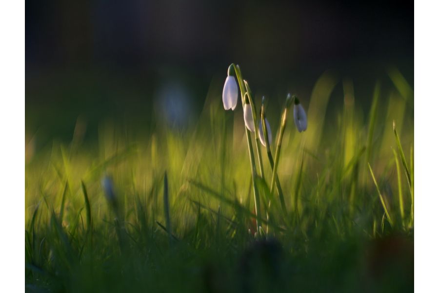 Юпитер-9 МС 2/85 М42 новый