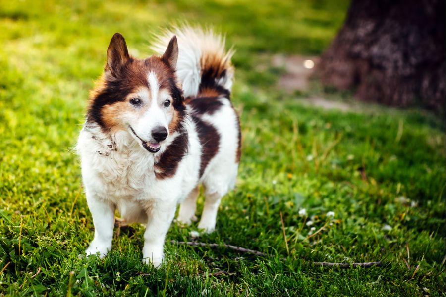 Юпитер-9 МС 2/85 М42 новый