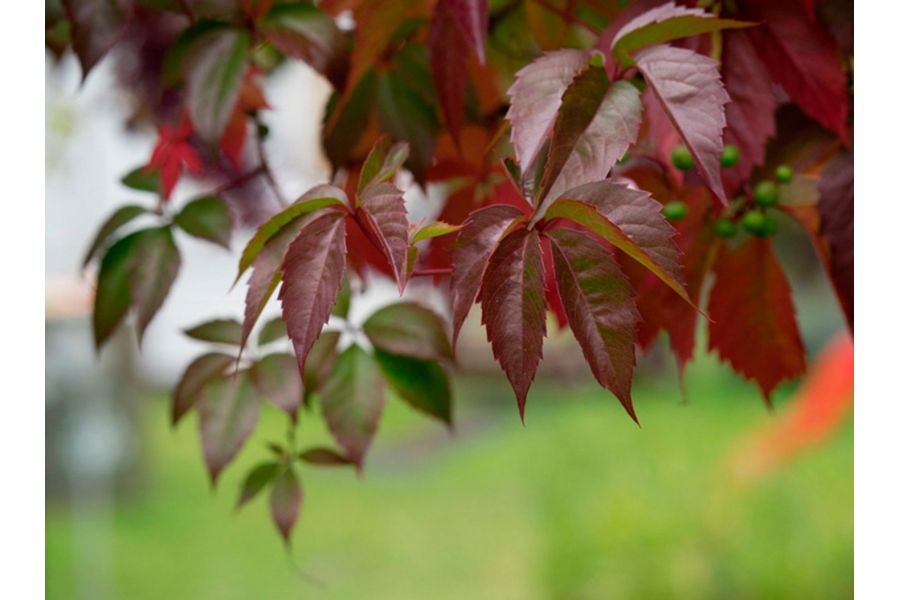 Sonnar 85mm f/1.8 T* Carl Zeiss Batis