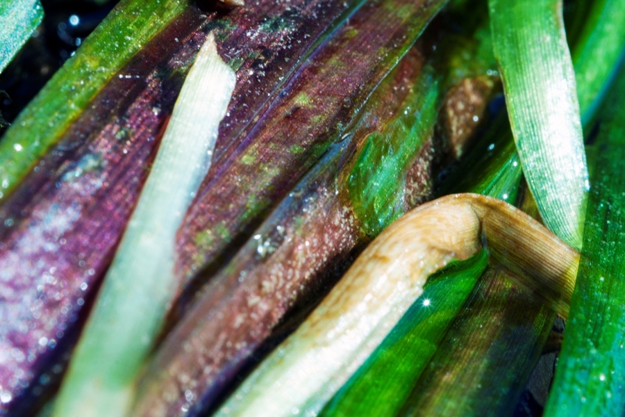 Микропланар F=65 f:4.5 ЛОМО