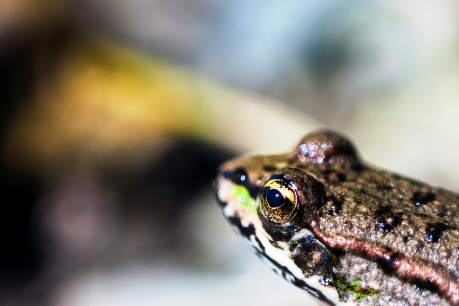 Микропланар F=65 f:4.5 ЛОМО