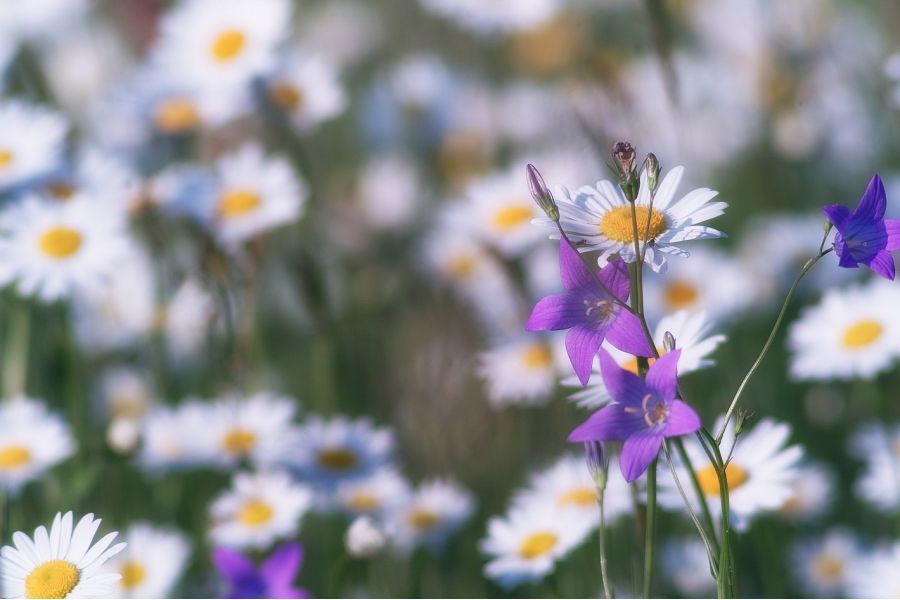 Orestegor 4/200 Meyer-Optik Gorlitz 