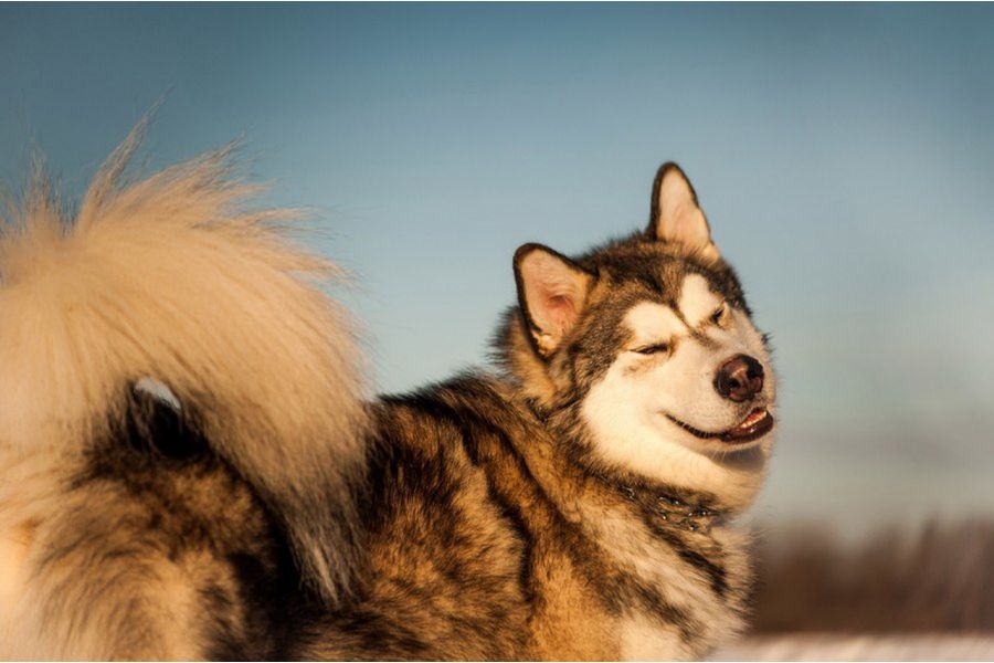 Orestegor 4/200 Meyer-Optik Gorlitz 