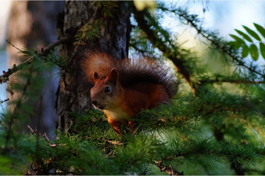 Pentacon auto 4/200 MC (Germany, 1977)