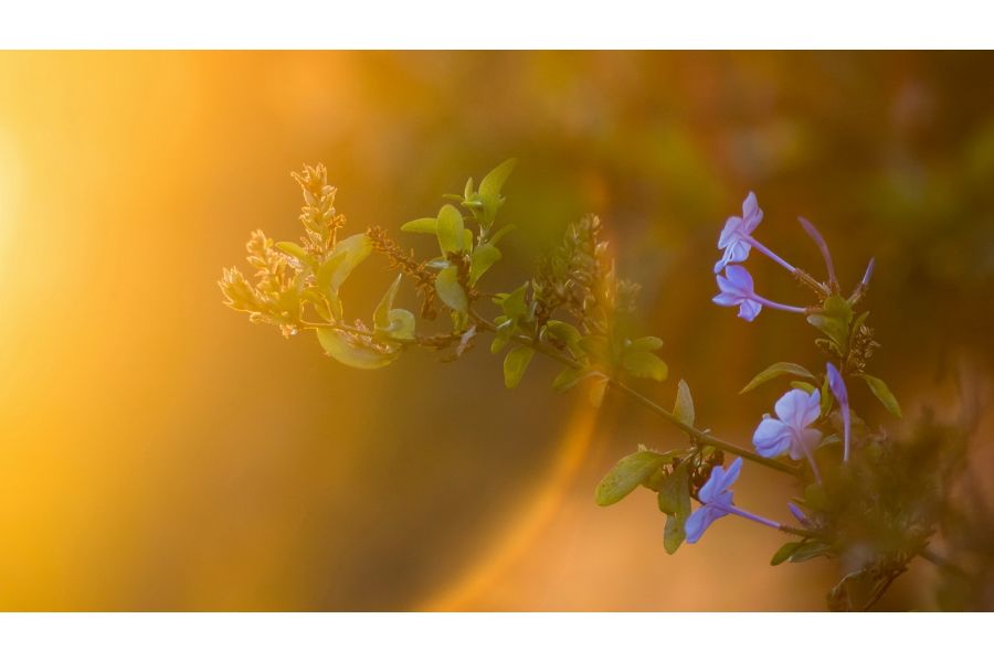 Pentacon auto 4/200 MC (Germany, 1977)