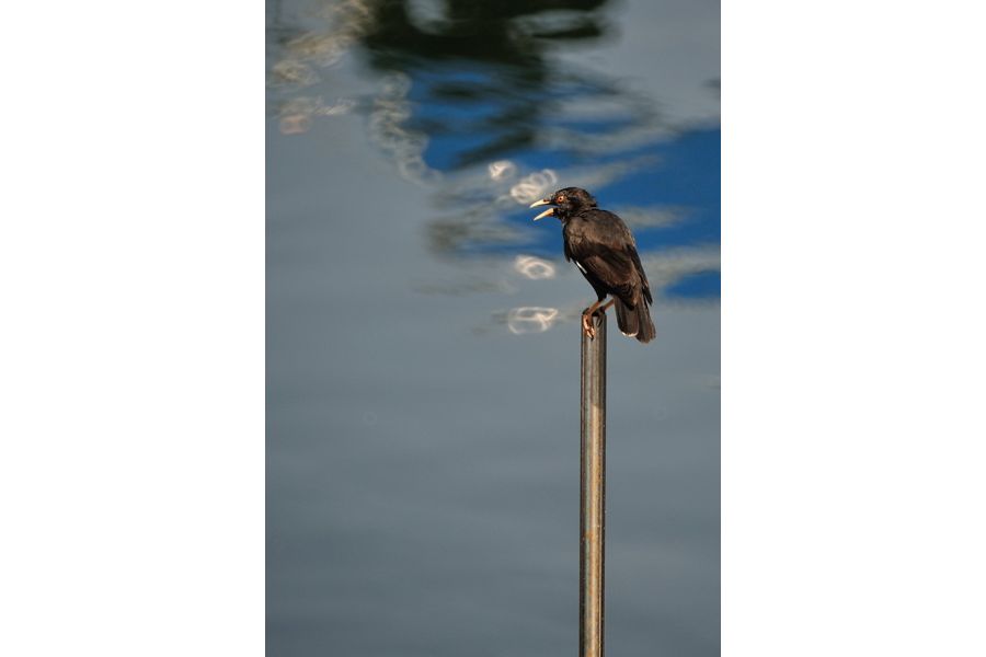 Olympus OM-System Zuiko Reflex 500mm f/8