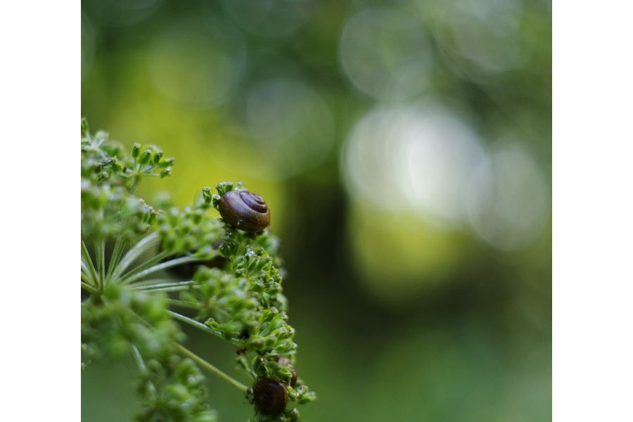 Объектив Pentax-A SMC 2/50mm (Japan, 1997)