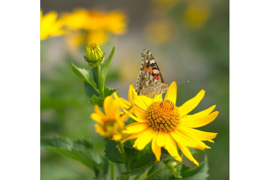 Takumar 1.4/50 SMC для Sony Nex