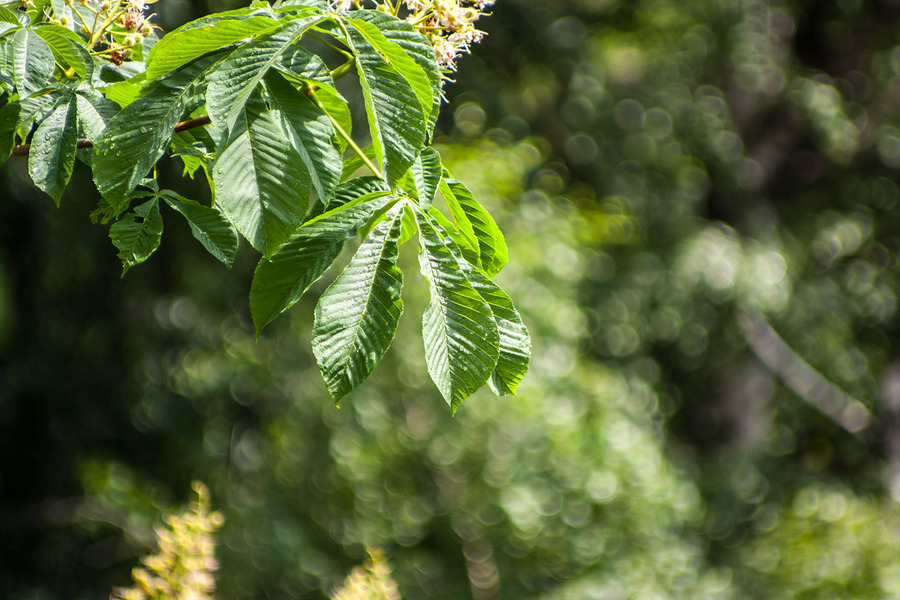 Canon EF 100-200mm f/4.5 A