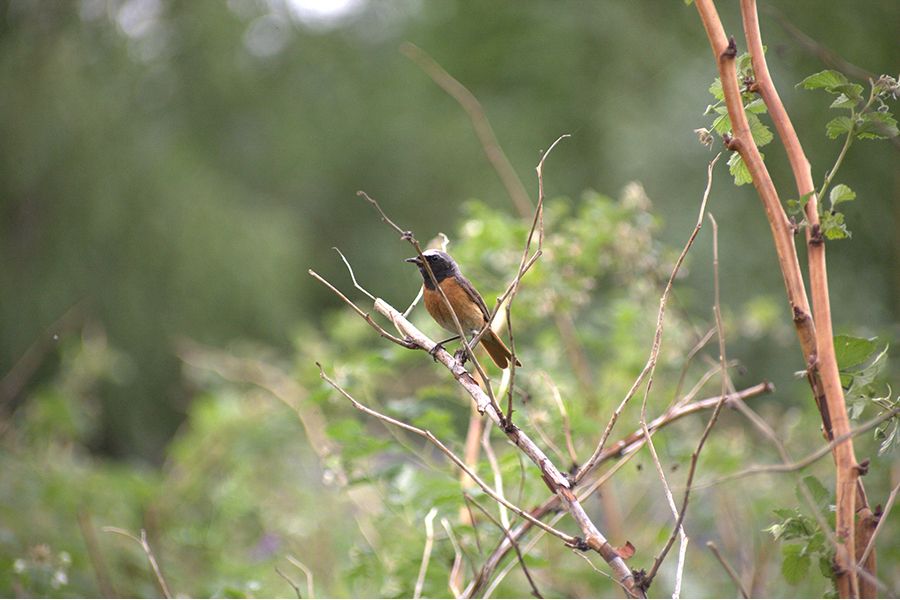 Canon EF 100-200mm f/4.5 A