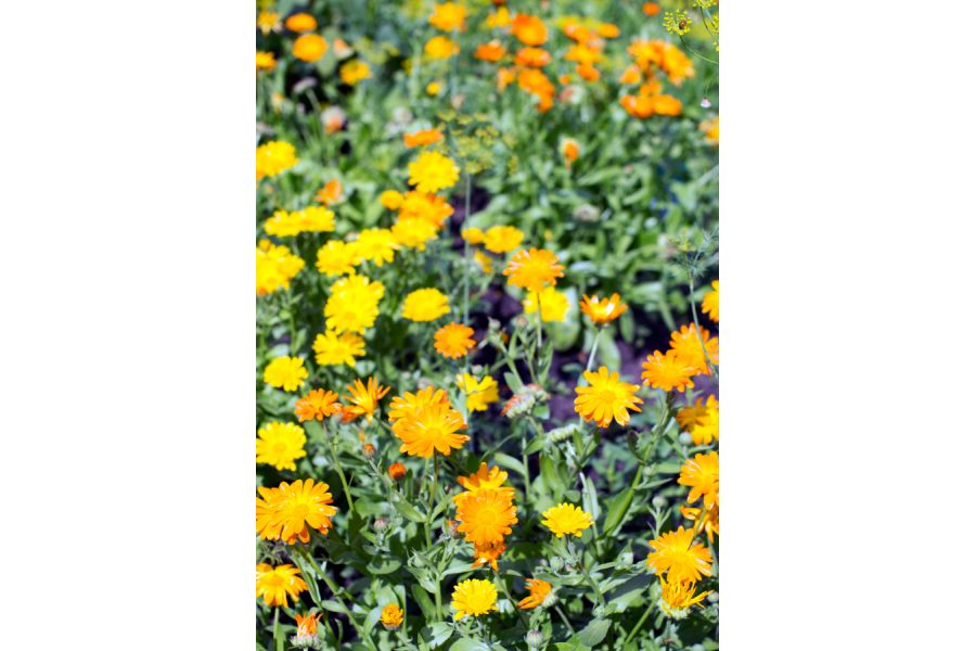 Pentax-FA SMC 43mm f/1.9 Limited в упаковке