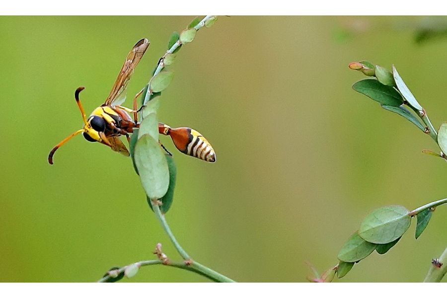 Emitar S 80mm f4.5 (PZO, 1983)