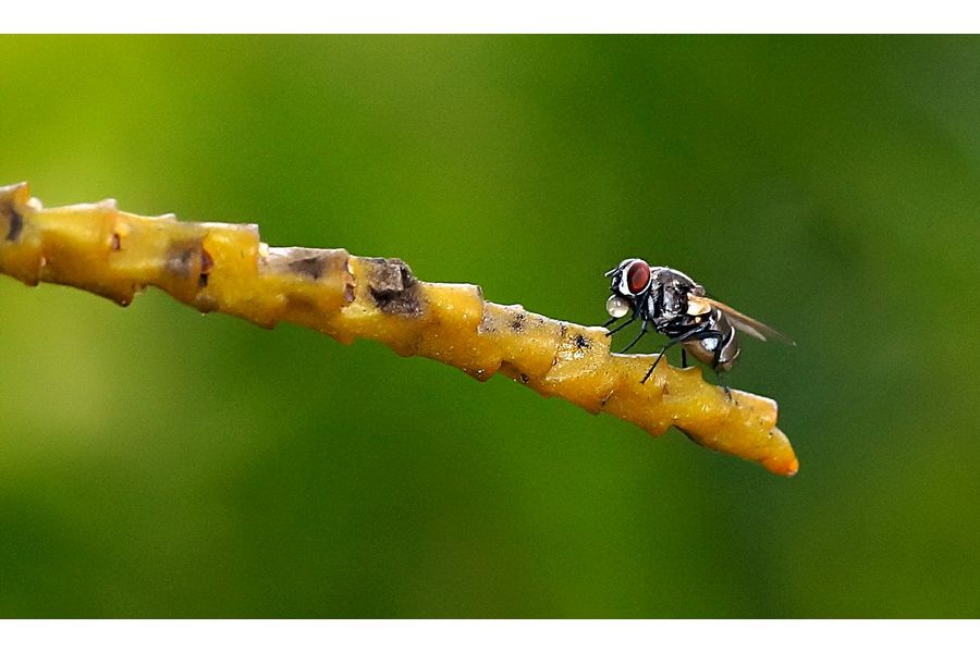 Emitar S 80mm f4.5 (PZO, 1983)