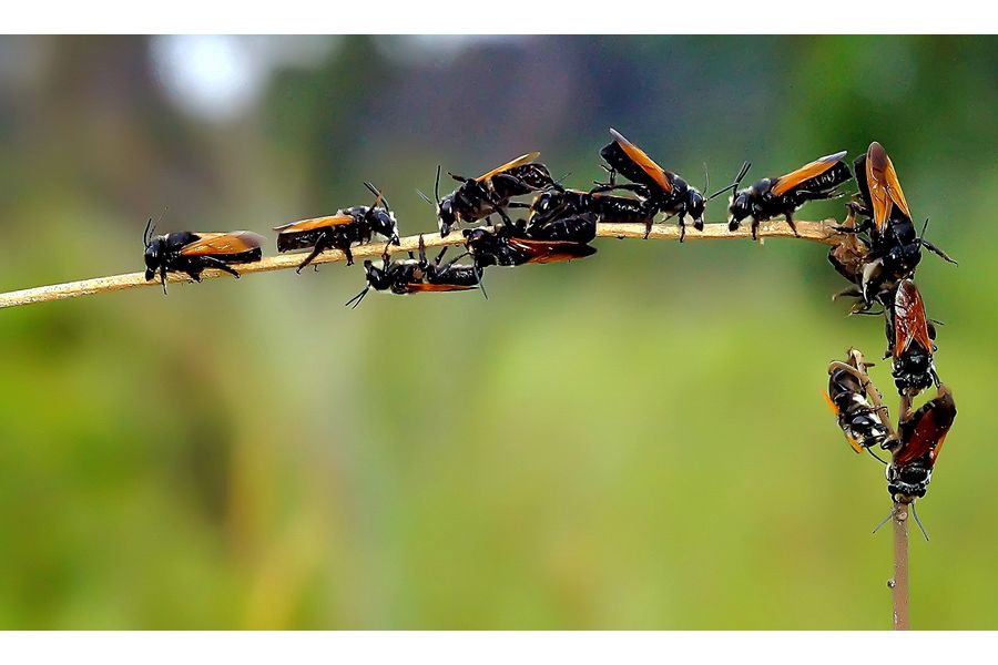 Emitar S 80mm f4.5 (PZO, 1983)