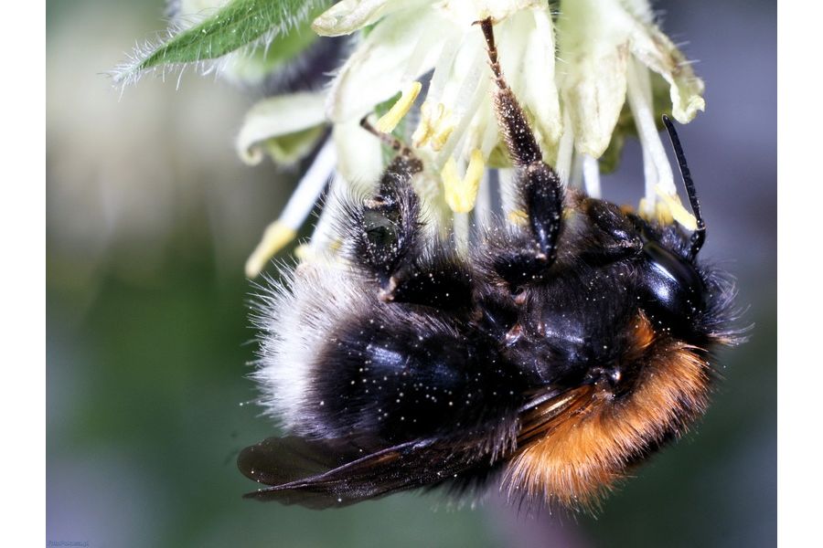 Emitar S 80mm f4.5 (PZO, 1983)