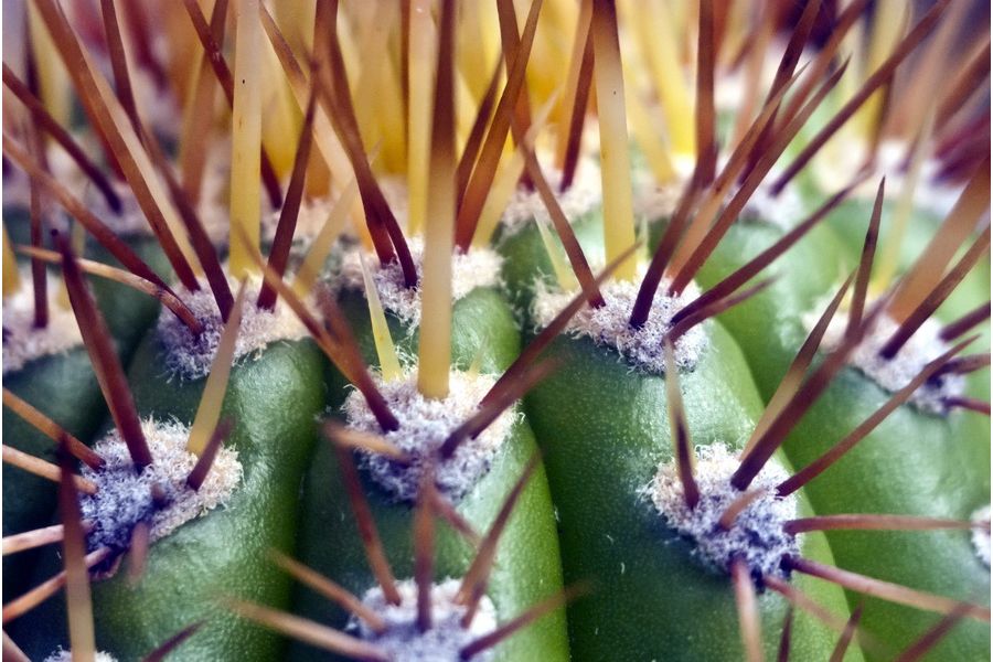 Макро Amar S 105mm f/4.5 (PZO, 1984)