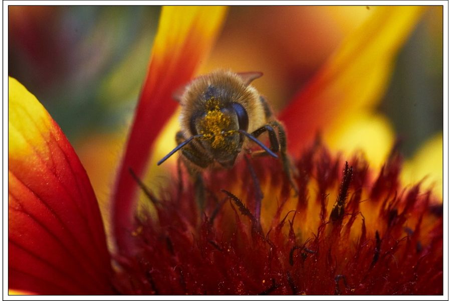 Макро Amar S 105mm f/4.5 (PZO, 1984)