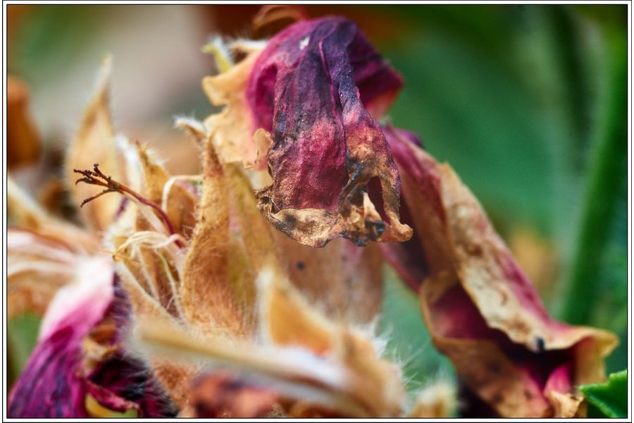 Макро Amar S 105mm f/4.5 (PZO, 1984)