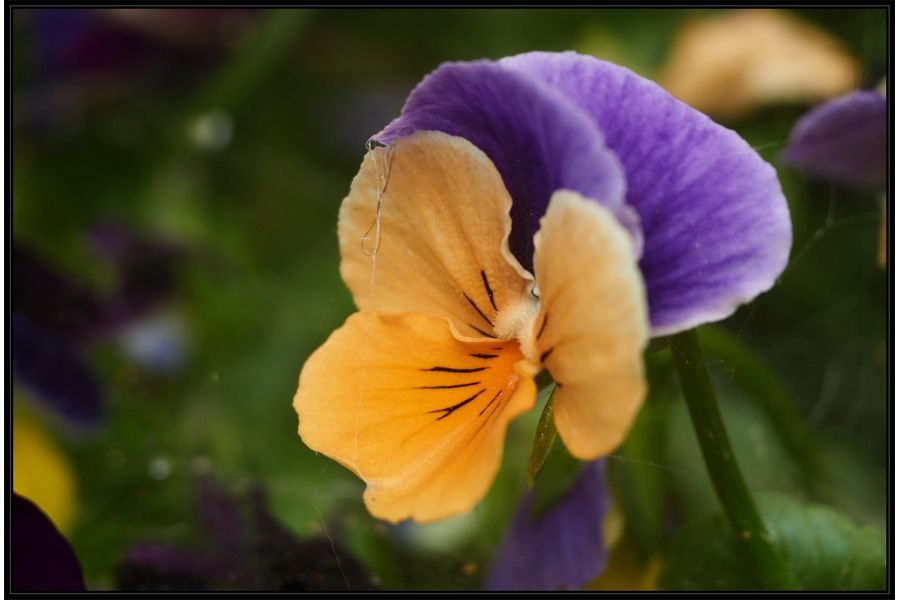 Макро Amar S 105mm f/4.5 (PZO, 1984)