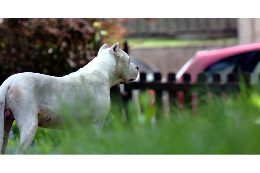 Таир 3С / Tair 3S 4.5/300