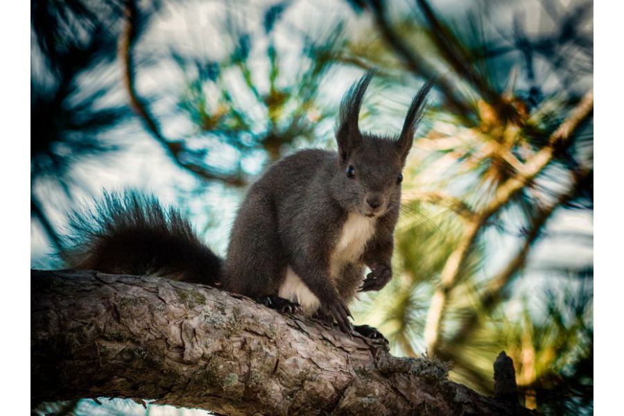 Таир 3С / Tair 3S 4.5/300