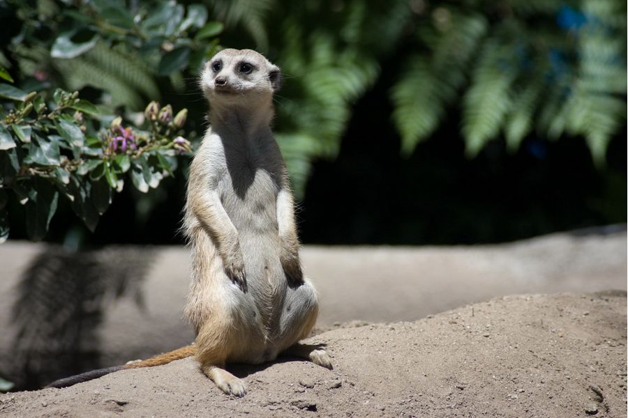 Tokina RMC 80-200mm f/4.5 Minolta MD