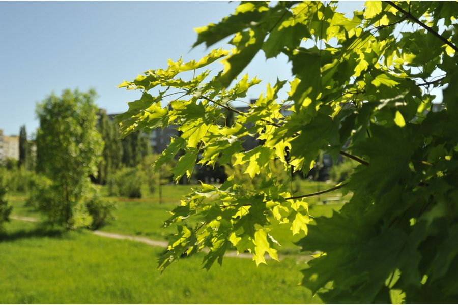 Зодиак-8 3,5/30 (СССР, 1987)