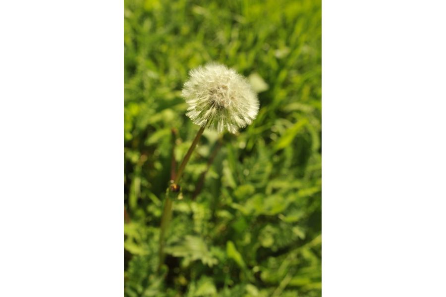 Зодиак-8 3,5/30 (СССР, 1987)