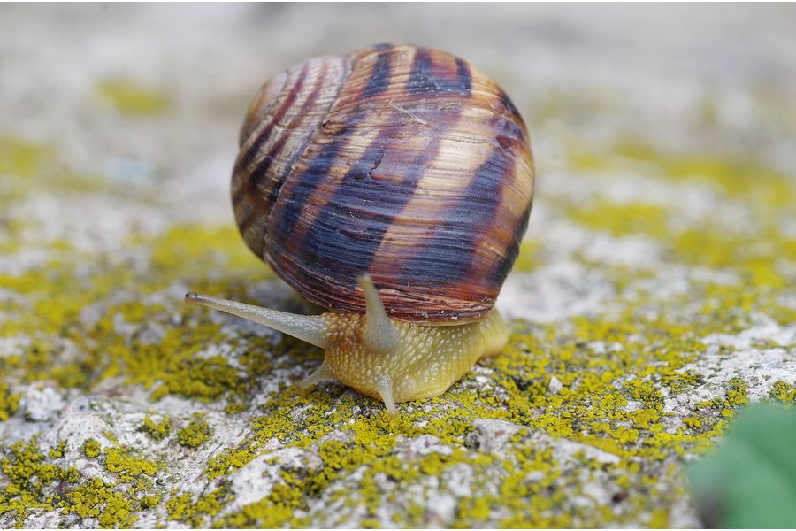 Tamron SP AF 90mm f/2.8 Di Macro в упаковке Pentax K