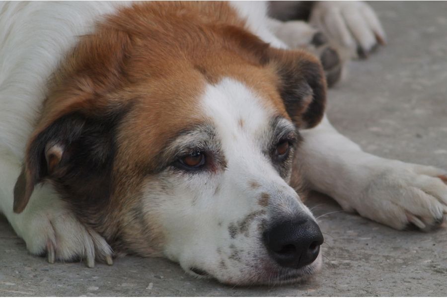 Вариообъектив Гранит-11Н МС 4,5/80-200 в упаковке