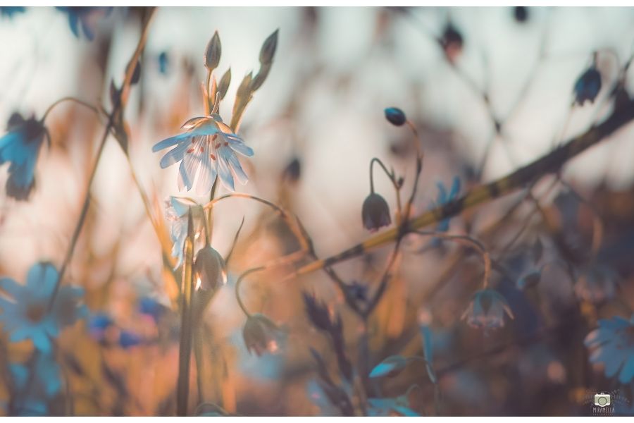 Новый Sonnar 3.5/135 MC Carl Zeiss Jena DDR в упаковке