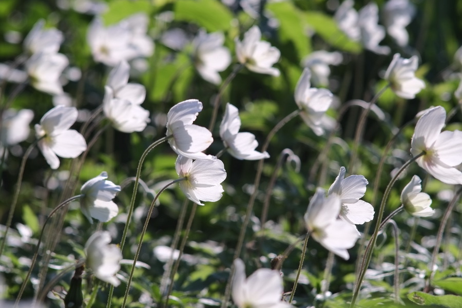 Prakticar 3.5/135 MC Carl Zeiss Jena