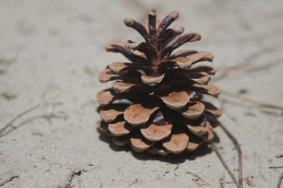 Prakticar 3.5/135 MC Carl Zeiss Jena