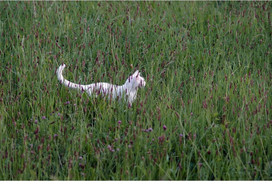 Super Albinar SC Auto 4/85-200mm (Japan, 1982)