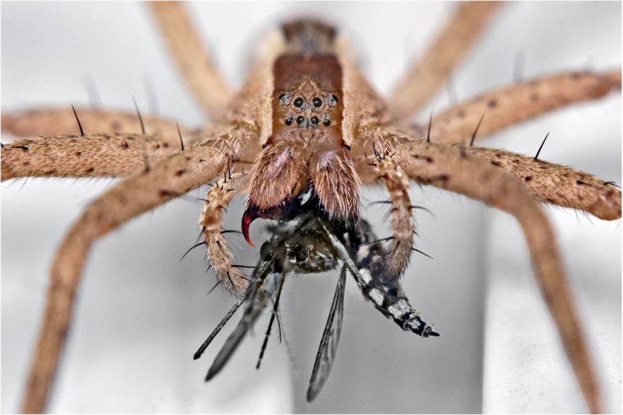 Super Albinar SC Auto 4/85-200mm (Japan, 1982)