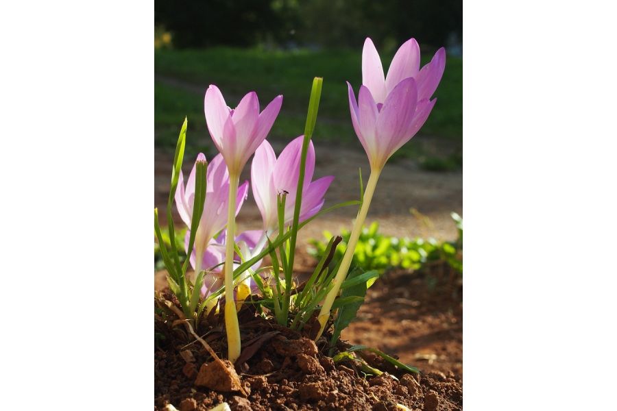 Olympus M.Zuiko Digital 14-42mm f/3.5-5.6 II MSC