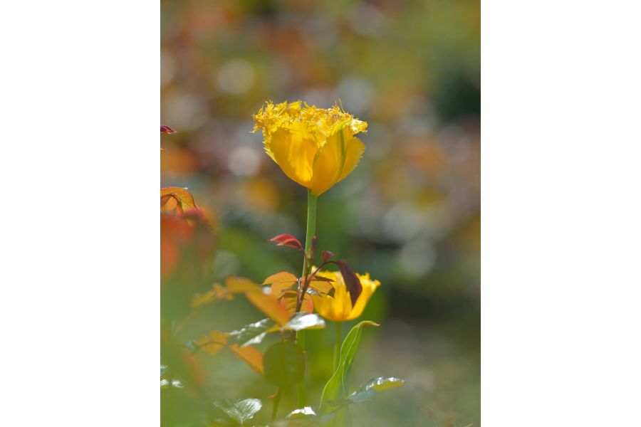 Nikon 70-200mm f/2.8E FL ED VR AF-S Nikkor