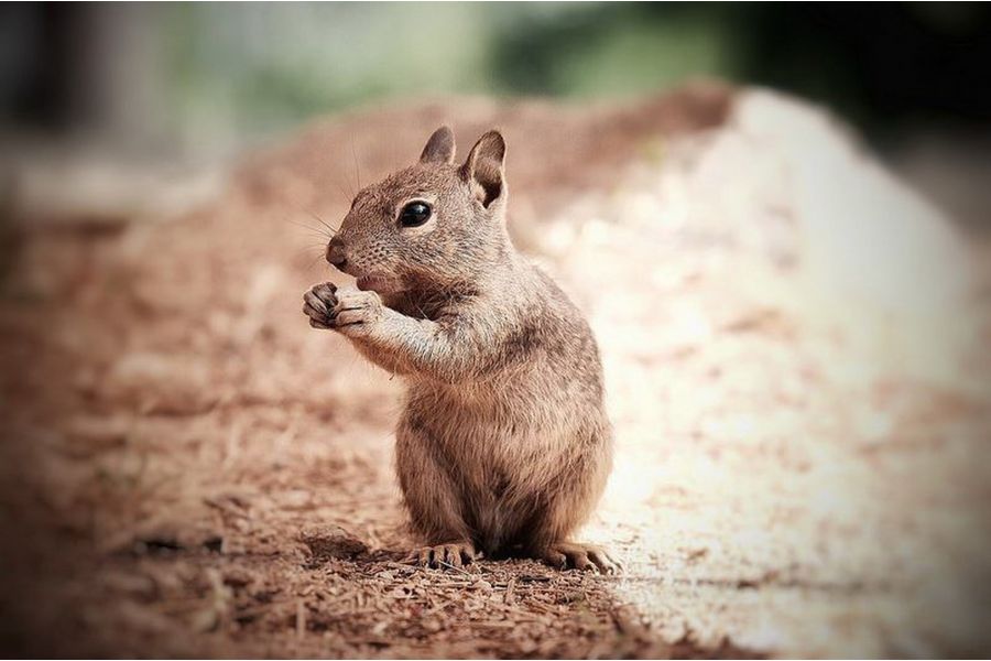 Fujifilm XF 18-135mm f/3.5-5.6 R LM OIS WR Fujinon (China)