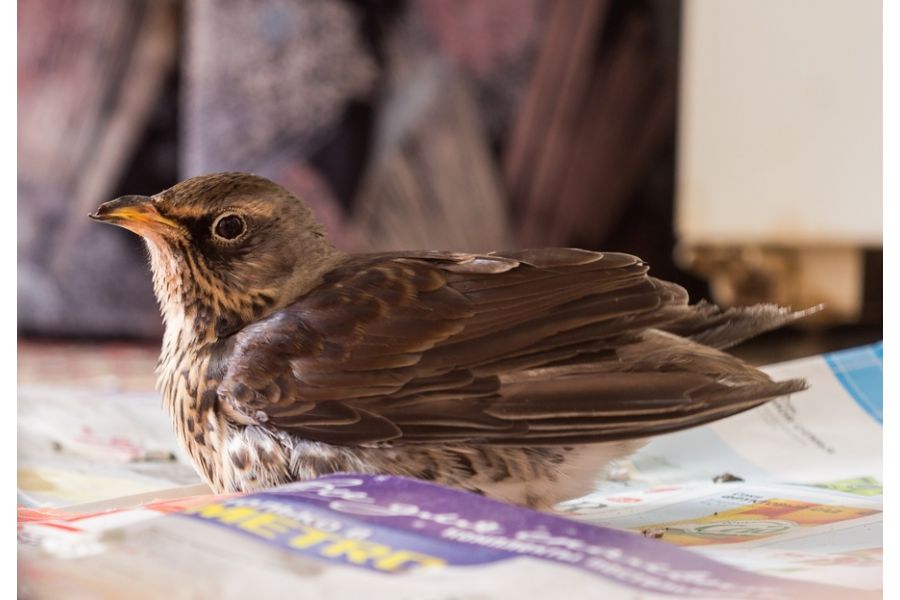 РО-61 П 2,5/28мм М39 (СССР, 1959)