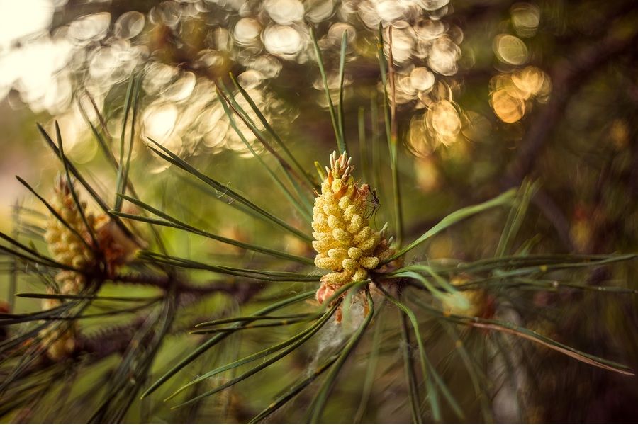 РО-61 П 2,5/28мм М39 (СССР, 1959)