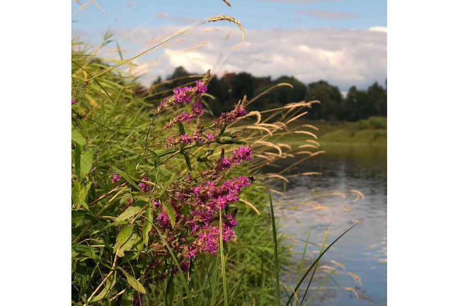 Sigma AF 17-70mm f/2.8-4 DC MACRO OS HSM Nikon F