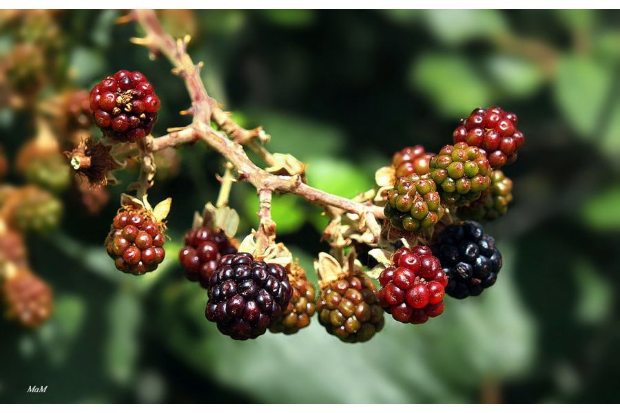 Olympus Zuiko Digital 14-54mm f/2.8-3.5 (Japan)