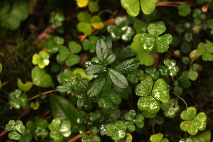 Индустар-23 4.5/11см Момент-1 (СССР, 1954г)