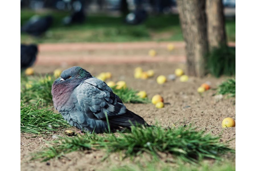 Super Carenar 3.9/200 Auto Tele M42 Japan