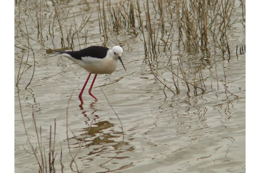 Super Carenar 3.9/200 Auto Tele M42 Japan